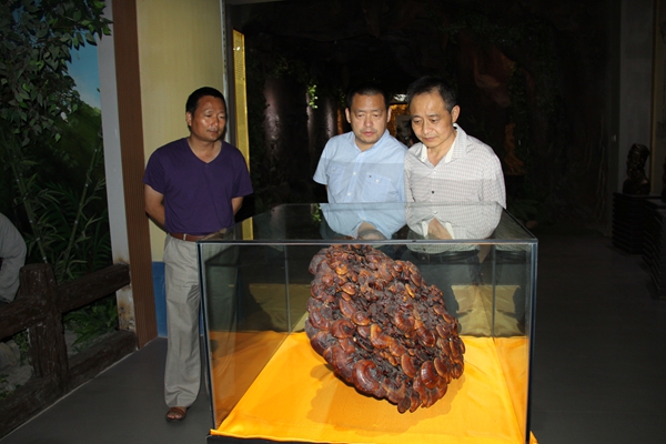 杭州亞運(yùn)會(huì)官方靈芝產(chǎn)品供應(yīng)商|杭州亞運(yùn)會(huì)官方供應(yīng)商|中國靈芝十大品牌|仙客來靈芝|仙客來靈芝破壁孢子粉|仙客來孢子油|仙客來靈芝飲片|仙客來破壁孢子粉|靈芝孢子油|孢子粉|靈芝破壁孢子粉|靈芝|中華老字號 杭州亞運(yùn)會(huì)官方靈芝產(chǎn)品供應(yīng)商|杭州亞運(yùn)會(huì)官方供應(yīng)商|中國靈芝十大品牌|仙客來靈芝|仙客來靈芝破壁孢子粉|仙客來孢子油|仙客來靈芝飲片|仙客來破壁孢子粉|靈芝孢子油|孢子粉|靈芝破壁孢子粉|靈芝|中華老字號