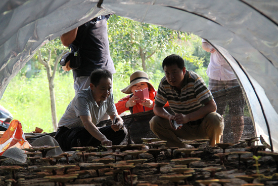 杭州亞運(yùn)會(huì)官方靈芝產(chǎn)品供應(yīng)商|杭州亞運(yùn)會(huì)官方供應(yīng)商|中國靈芝十大品牌|仙客來靈芝|仙客來靈芝破壁孢子粉|仙客來孢子油|仙客來靈芝飲片|仙客來破壁孢子粉|靈芝孢子油|孢子粉|靈芝破壁孢子粉|靈芝|中華老字號(hào) 杭州亞運(yùn)會(huì)官方靈芝產(chǎn)品供應(yīng)商|杭州亞運(yùn)會(huì)官方供應(yīng)商|中國靈芝十大品牌|仙客來靈芝|仙客來靈芝破壁孢子粉|仙客來孢子油|仙客來靈芝飲片|仙客來破壁孢子粉|靈芝孢子油|孢子粉|靈芝破壁孢子粉|靈芝|中華老字號(hào)