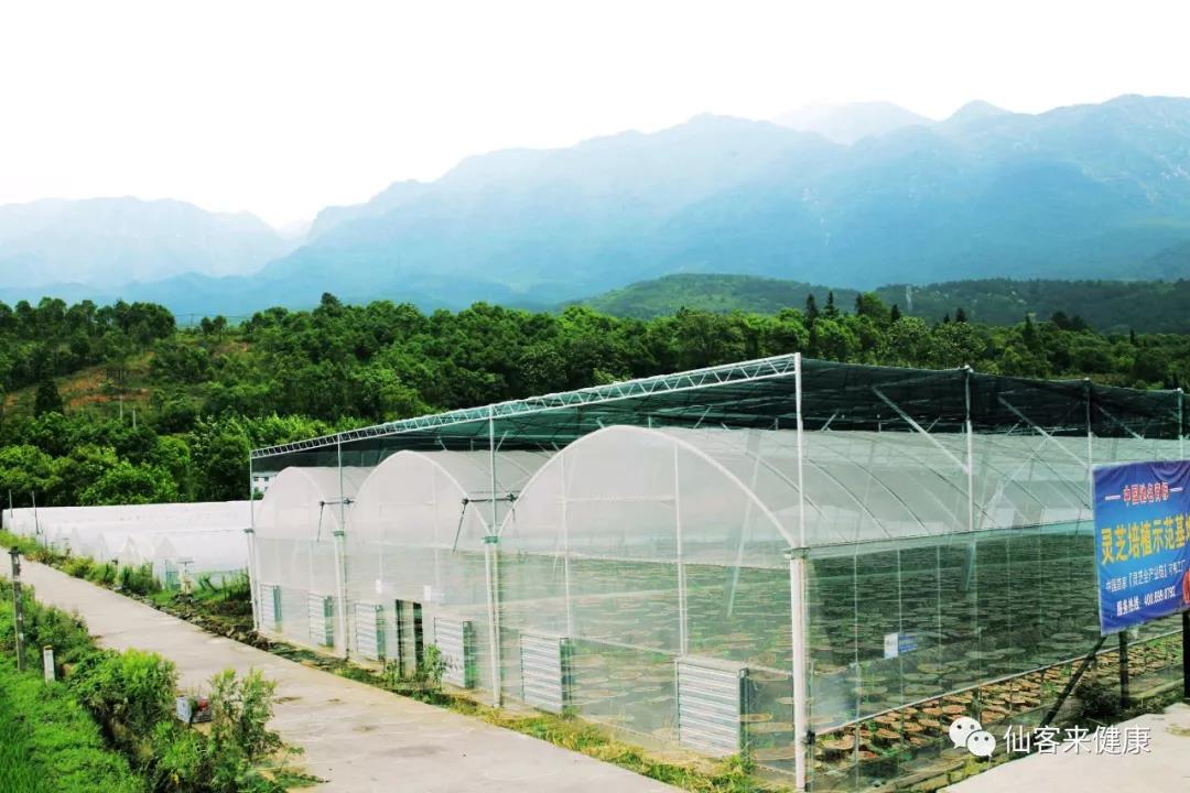 中國靈芝十大品牌|仙客來靈芝|仙客來靈芝破壁孢子粉|仙客來孢子油|仙客來靈芝飲片|仙客來破壁孢子粉|仙客來靈芝中藥飲片|馳名商標(biāo)|m.madree.com.cn| 中國靈芝十大品牌|仙客來靈芝|仙客來靈芝破壁孢子粉|仙客來孢子油|仙客來靈芝飲片|仙客來破壁孢子粉|仙客來靈芝中藥飲片|馳名商標(biāo)|m.madree.com.cn|