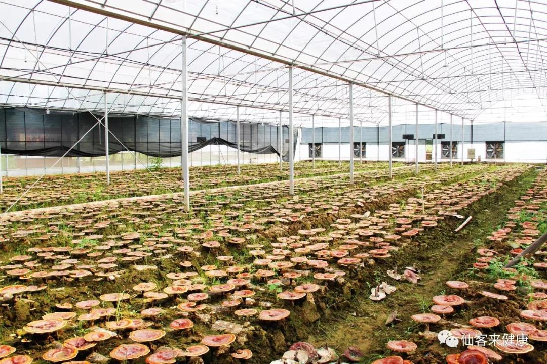 中國靈芝十大品牌|仙客來靈芝|仙客來靈芝破壁孢子粉|仙客來孢子油|仙客來靈芝飲片|仙客來破壁孢子粉|仙客來靈芝中藥飲片|馳名商標(biāo)|m.madree.com.cn| 中國靈芝十大品牌|仙客來靈芝|仙客來靈芝破壁孢子粉|仙客來孢子油|仙客來靈芝飲片|仙客來破壁孢子粉|仙客來靈芝中藥飲片|馳名商標(biāo)|m.madree.com.cn|