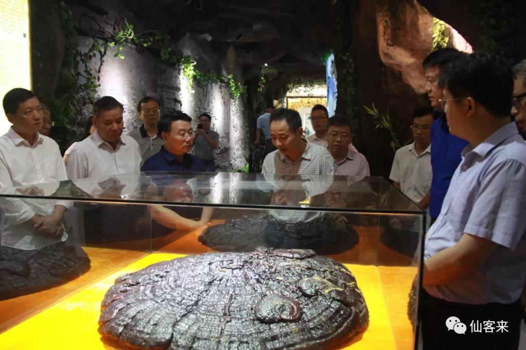 杭州亞運(yùn)會(huì)官方靈芝產(chǎn)品供應(yīng)商|杭州亞運(yùn)會(huì)官方供應(yīng)商|中國靈芝十大品牌|仙客來靈芝|仙客來靈芝破壁孢子粉|仙客來孢子油|仙客來靈芝飲片|仙客來破壁孢子粉|靈芝孢子油|孢子粉|靈芝破壁孢子粉|靈芝|中華老字號(hào)