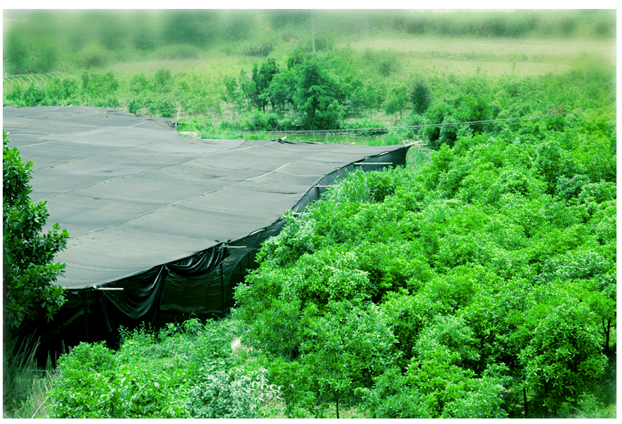 中國靈芝十大品牌|仙客來靈芝|仙客來靈芝破壁孢子粉|仙客來孢子油|仙客來靈芝飲片|仙客來破壁孢子粉|仙客來靈芝中藥飲片|馳名商標|m.madree.com.cn|