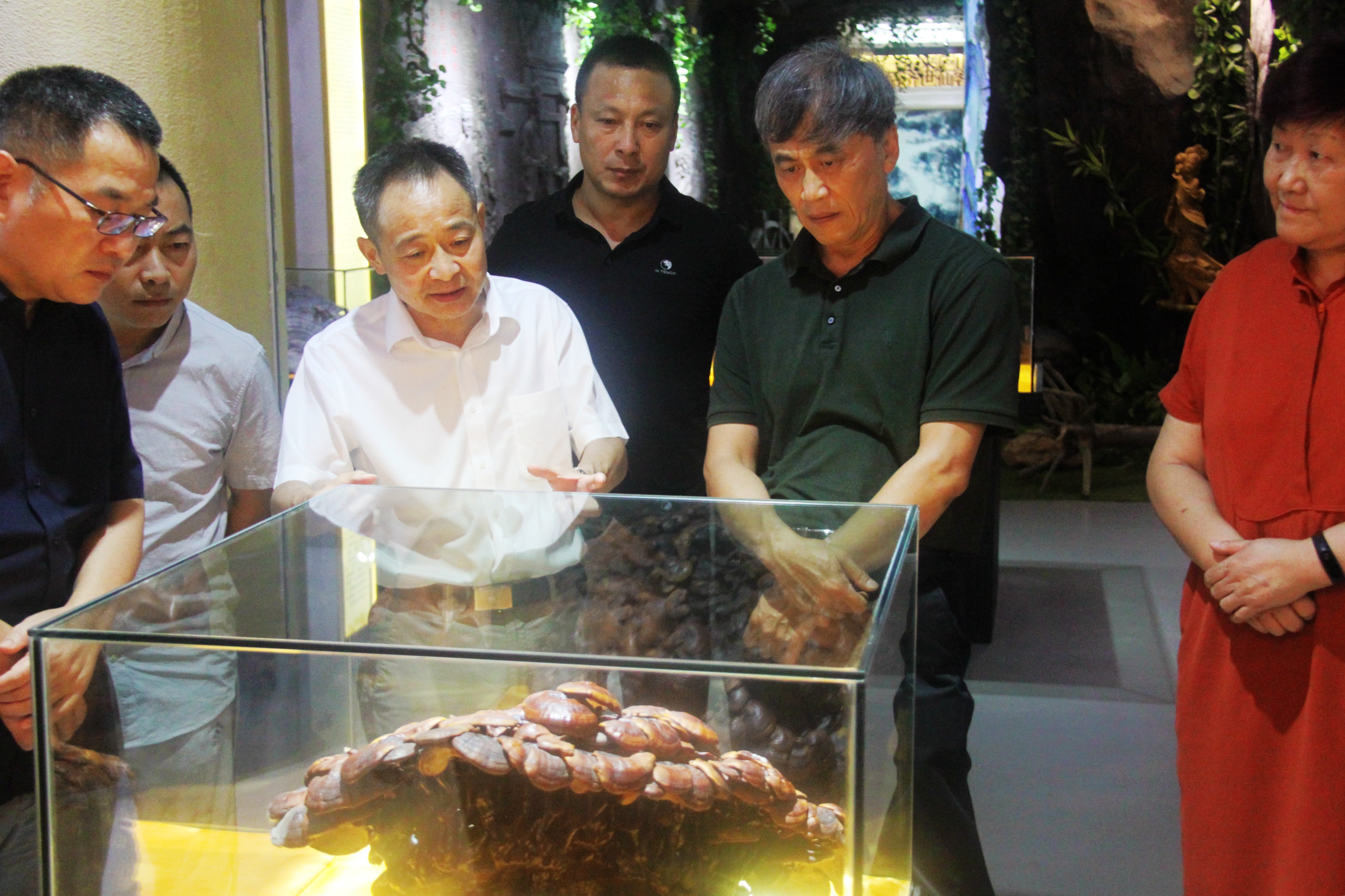 中國靈芝十大品牌|仙客來靈芝|仙客來靈芝破壁孢子粉|仙客來孢子油|仙客來靈芝飲片|仙客來破壁孢子粉|仙客來靈芝中藥飲片|馳名商標(biāo)|m.madree.com.cn|