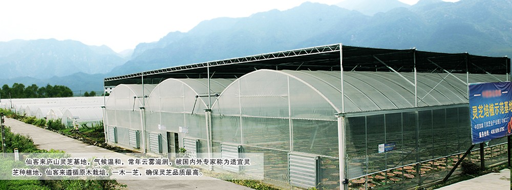 中國靈芝十大品牌|仙客來靈芝|仙客來靈芝破壁孢子粉|仙客來孢子油|仙客來靈芝飲片|仙客來破壁孢子粉|仙客來靈芝中藥飲片|馳名商標(biāo)|m.madree.com.cn| 中國靈芝十大品牌|仙客來靈芝|仙客來靈芝破壁孢子粉|仙客來孢子油|仙客來靈芝飲片|仙客來破壁孢子粉|仙客來靈芝中藥飲片|馳名商標(biāo)|m.madree.com.cn|