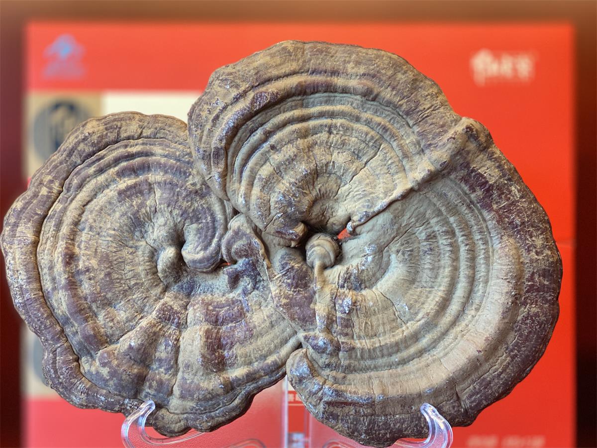 1577772630866434.jpg QzpcVXNlcnNcQVNVU1xBcHBEYXRhXFJvYW1pbmdcRGluZ1RhbGtcNjQ5NzkzNjIzX3YyXEltYWdlRmlsZXNcMTM0MTQwMDRcMTg4MjM2NTQ0N18xMTI4MzMwMDUwOV9JTUdfMzUzNy5KUEc=.jpg