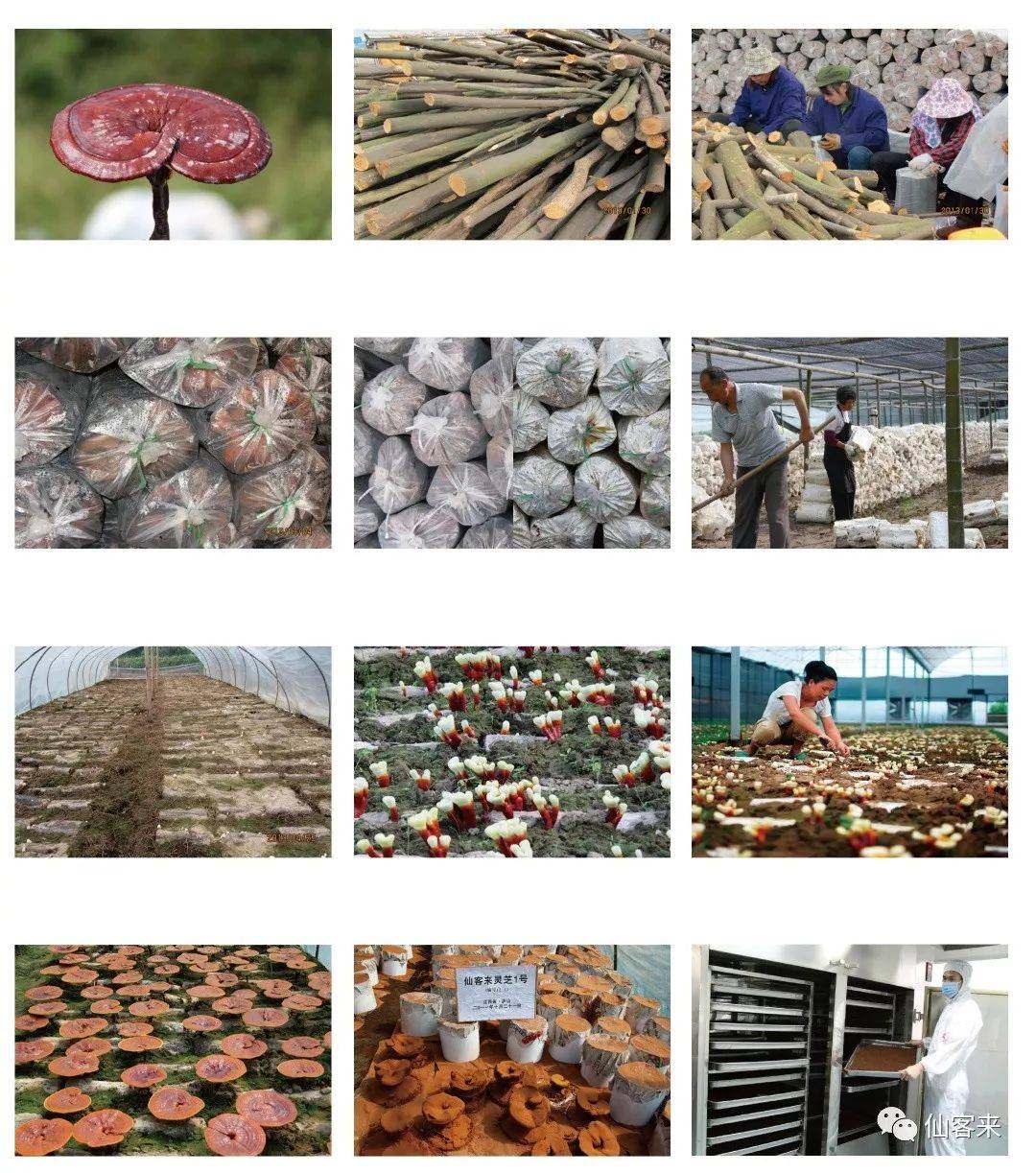 中國(guó)靈芝十大品牌|仙客來(lái)靈芝|仙客來(lái)靈芝破壁孢子粉|仙客來(lái)孢子油|仙客來(lái)靈芝飲片|仙客來(lái)破壁孢子粉|仙客來(lái)靈芝中藥飲片|馳名商標(biāo)|m.madree.com.cn| 中國(guó)靈芝十大品牌|仙客來(lái)靈芝|仙客來(lái)靈芝破壁孢子粉|仙客來(lái)孢子油|仙客來(lái)靈芝飲片|仙客來(lái)破壁孢子粉|仙客來(lái)靈芝中藥飲片|馳名商標(biāo)|m.madree.com.cn|