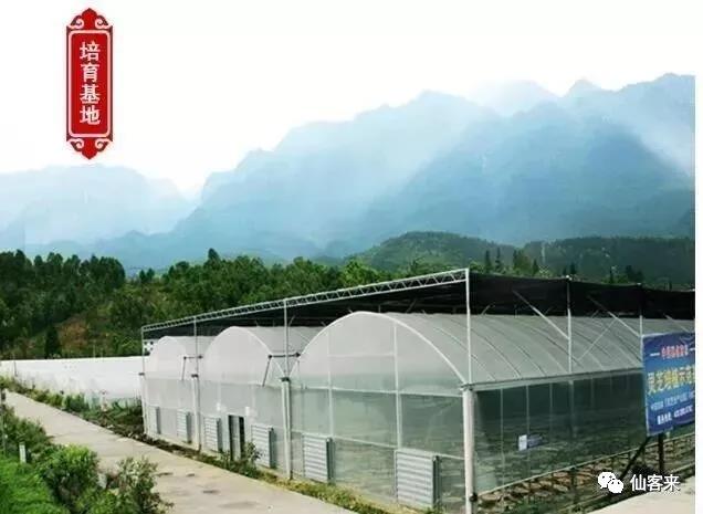 中國(guó)靈芝十大品牌|仙客來(lái)靈芝|仙客來(lái)靈芝破壁孢子粉|仙客來(lái)孢子油|仙客來(lái)靈芝飲片|仙客來(lái)破壁孢子粉|仙客來(lái)靈芝中藥飲片|馳名商標(biāo)|m.madree.com.cn| 中國(guó)靈芝十大品牌|仙客來(lái)靈芝|仙客來(lái)靈芝破壁孢子粉|仙客來(lái)孢子油|仙客來(lái)靈芝飲片|仙客來(lái)破壁孢子粉|仙客來(lái)靈芝中藥飲片|馳名商標(biāo)|m.madree.com.cn|