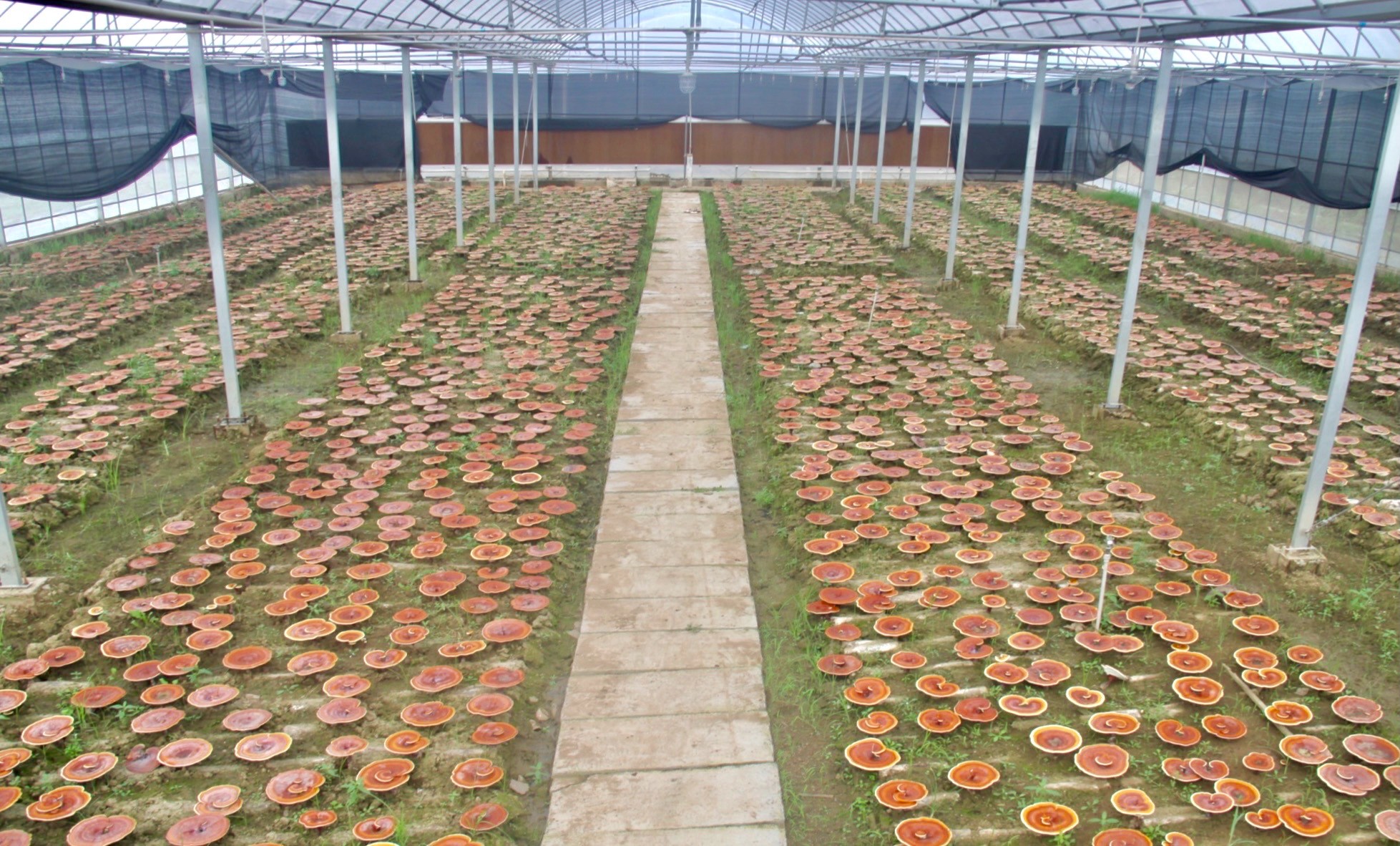 杭州亞運會官方靈芝產(chǎn)品供應(yīng)商|杭州亞運會官方供應(yīng)商|中國靈芝十大品牌|仙客來靈芝|仙客來靈芝破壁孢子粉|仙客來孢子油|仙客來靈芝飲片|仙客來破壁孢子粉|靈芝孢子油|孢子粉|靈芝破壁孢子粉|靈芝|中華老字號 杭州亞運會官方靈芝產(chǎn)品供應(yīng)商|杭州亞運會官方供應(yīng)商|中國靈芝十大品牌|仙客來靈芝|仙客來靈芝破壁孢子粉|仙客來孢子油|仙客來靈芝飲片|仙客來破壁孢子粉|靈芝孢子油|孢子粉|靈芝破壁孢子粉|靈芝|中華老字號