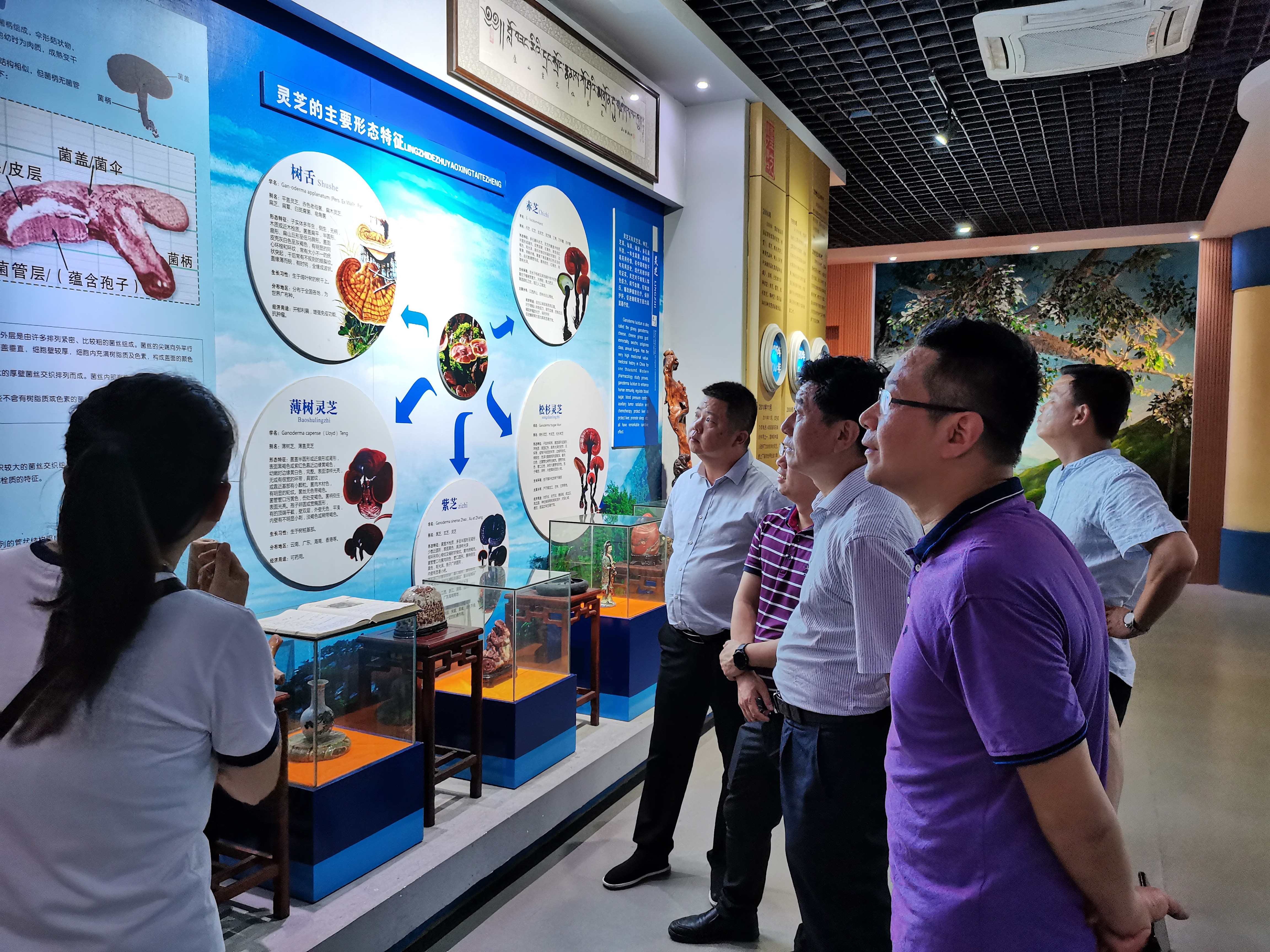 杭州亞運(yùn)會(huì)官方靈芝產(chǎn)品供應(yīng)商|杭州亞運(yùn)會(huì)官方供應(yīng)商|中國(guó)靈芝十大品牌|仙客來(lái)靈芝|仙客來(lái)靈芝破壁孢子粉|仙客來(lái)孢子油|仙客來(lái)靈芝飲片|仙客來(lái)破壁孢子粉|靈芝孢子油|孢子粉|靈芝破壁孢子粉|靈芝|中華老字號(hào)