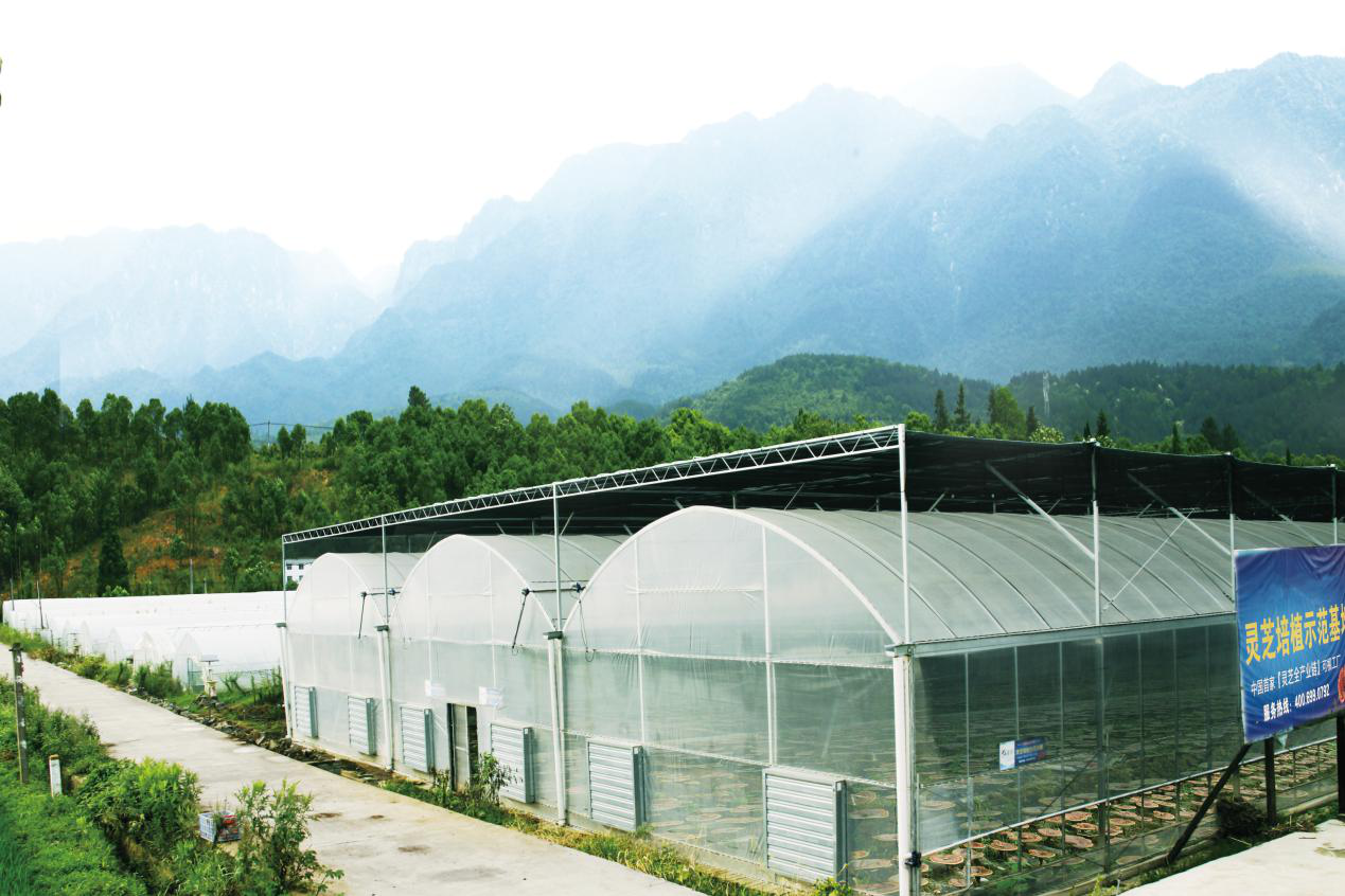 杭州亞運(yùn)會官方靈芝產(chǎn)品供應(yīng)商|杭州亞運(yùn)會官方供應(yīng)商|中國靈芝十大品牌|仙客來靈芝|仙客來靈芝破壁孢子粉|仙客來孢子油|仙客來靈芝飲片|仙客來破壁孢子粉|靈芝孢子油|孢子粉|靈芝破壁孢子粉|靈芝|中華老字號