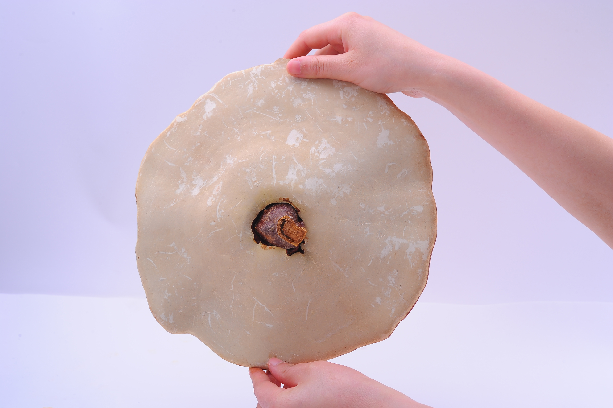 杭州亞運會官方靈芝產(chǎn)品供應(yīng)商|杭州亞運會官方供應(yīng)商|中國靈芝十大品牌|仙客來靈芝|仙客來靈芝破壁孢子粉|仙客來孢子油|仙客來靈芝飲片|仙客來破壁孢子粉|靈芝孢子油|孢子粉|靈芝破壁孢子粉|靈芝|中華老字號 杭州亞運會官方靈芝產(chǎn)品供應(yīng)商|杭州亞運會官方供應(yīng)商|中國靈芝十大品牌|仙客來靈芝|仙客來靈芝破壁孢子粉|仙客來孢子油|仙客來靈芝飲片|仙客來破壁孢子粉|靈芝孢子油|孢子粉|靈芝破壁孢子粉|靈芝|中華老字號