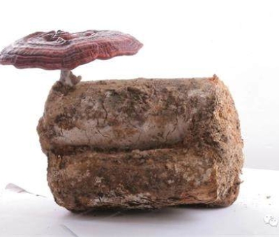 小滿時(shí)節(jié)脾胃失調(diào)，如何養(yǎng)生才健康？