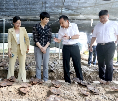 江西省委常委、宣傳部部長盧小青深入廬山市通書院村靈芝基地調研